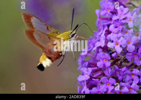 broad-bordered bee hawk-moth Stock Photo