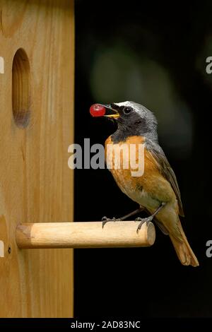 Red Start Box Redstart feeding at the nest box Stock Photo - Alamy