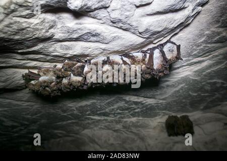 Pond bats wintering in cave, group of animals hanging on ceiling Stock Photo