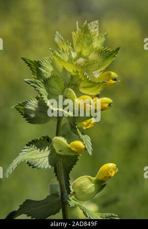 Greather yellow-rattle Rhinanthus serotinus Stock Photo