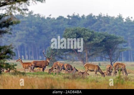 Red Deer, stag, hind, calf, Cervus elaphus Stock Photo