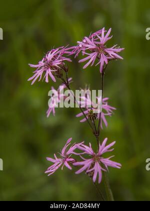 Ragged robin  'Lychnis flos-cuculi' Stock Photo