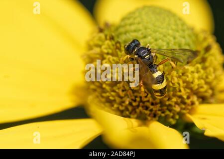 ornate tailed digger wasp