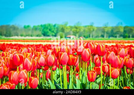 A field of red and striped tulips in Holland. Shallow depth of field. Focus on the foreground