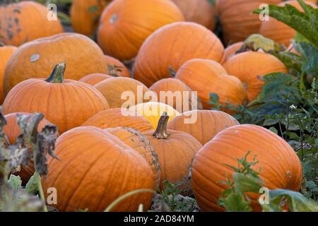 pumpkins on the field Stock Photo
