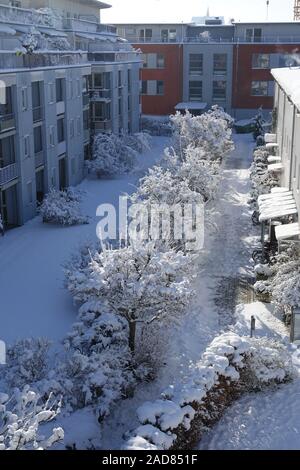 Crataegus lavallei Syn. C. carrierei, Lavallees Hawthorn Stock Photo