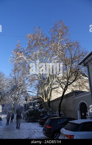 Platanus acerifolia, Plane tree Stock Photo