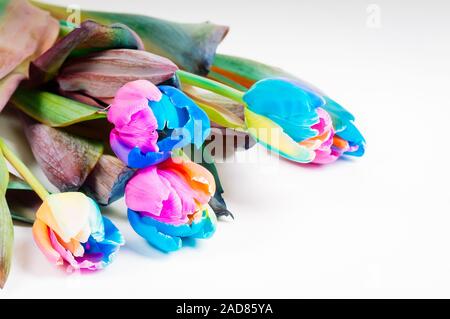 Bunch of unusual multi colored tulips over white background Stock Photo