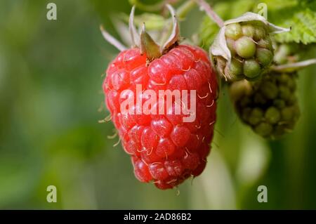 red raspberry on the shrub Stock Photo