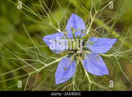 Ragged lady ' Nigella damascena' Stock Photo