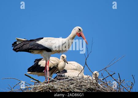 Storks on the nest Stock Photo