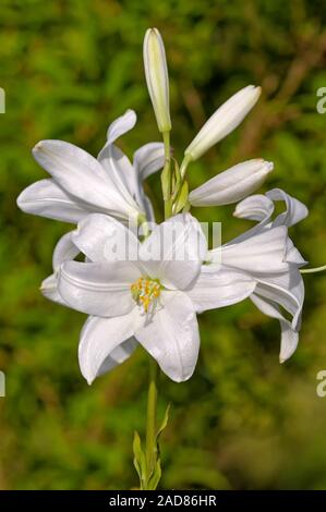 Madonna lily in the garden Stock Photo