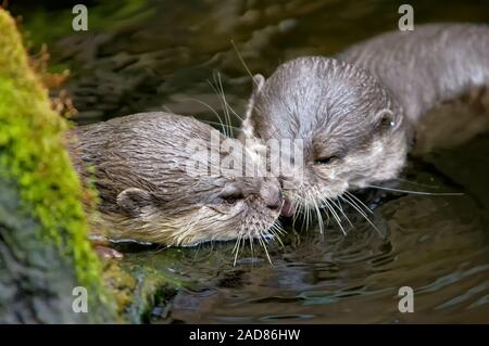 Asian small-clawed otter Stock Photo