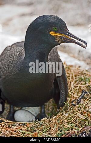 SHAG ( Phalacrocorax aristotelis). About to cover her eggs in the nest.  Farne Islands, Northumberland Stock Photo