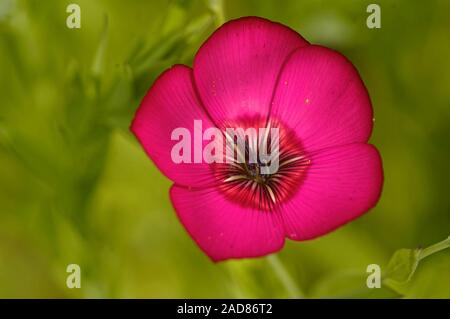 flowering flax Stock Photo