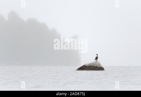 A Cormorant is ready take off after drying its wings on a rock. Stock Photo