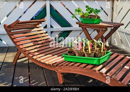 tomato plants Stock Photo