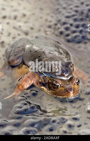 COMMON FROGS (Rana temporaria).  Pair in amplexus amidst frog spawn laid by others. Spring. Stock Photo
