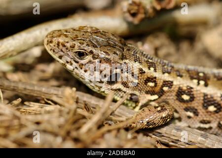 Sand lizard Stock Photo