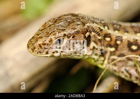 Sand lizard Stock Photo