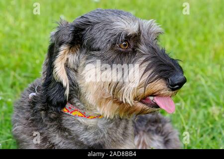 wire-haired dachshund Stock Photo