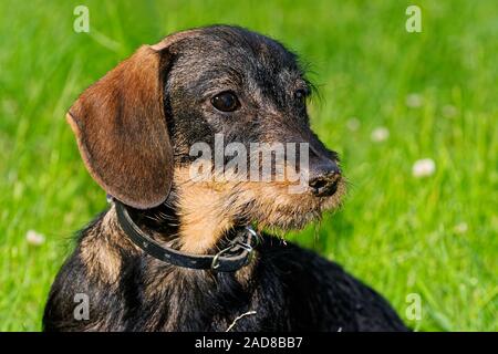 wire-haired dachshund Stock Photo