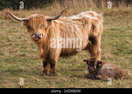 SCOTTISH HIGHLAND COW with her 24 hour old calf (Bos taurus). Domestic.  Legally obliged identification ear tags now in place. Stock Photo