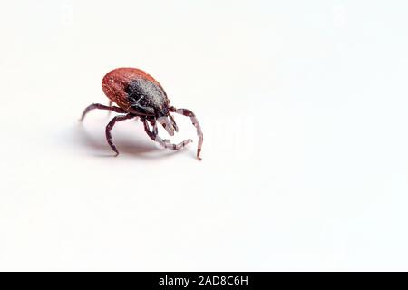 castor bean tick Stock Photo