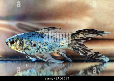 Blauer Shubunkin Goldfisch, Goldfish, Carassius auratus Stock Photo