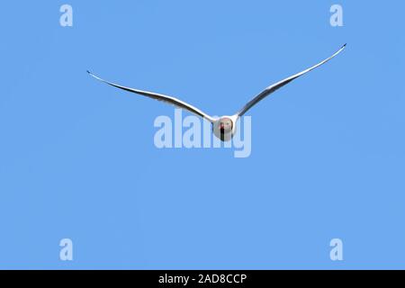 black-headed gull Stock Photo