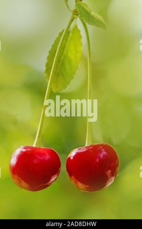 Sour cherry  'Prunus cerasus' Stock Photo