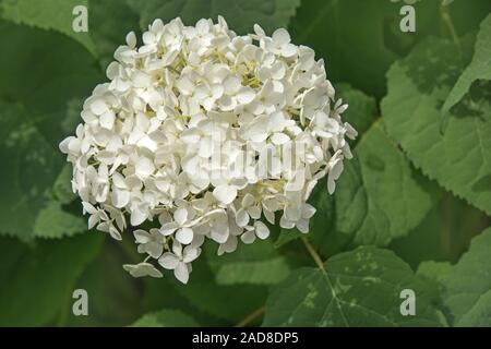Common hydrangea 'Hydrangea arborescens' Stock Photo