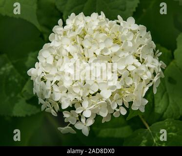 Common hydrangea 'Hydrangea arborescens' Stock Photo