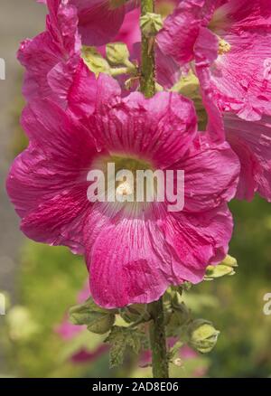 Common hollyhock 'Alcea rosea' Stock Photo