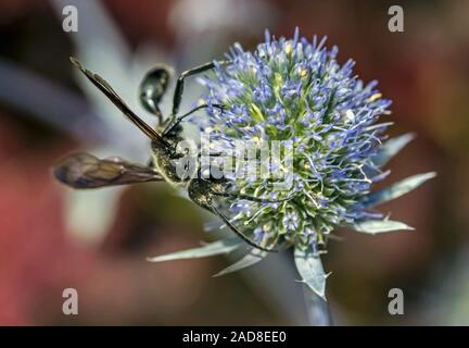 Grass-carrying wasp 'Isodontia mexicana' Stock Photo