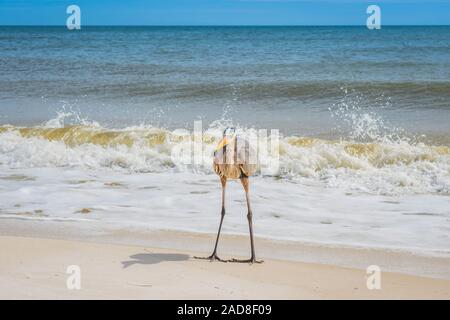 A Great Blue Heron in Perdido Key State Park, Florida Stock Photo