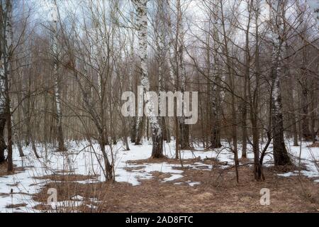 Landscape early spring in the birch forest Stock Photo