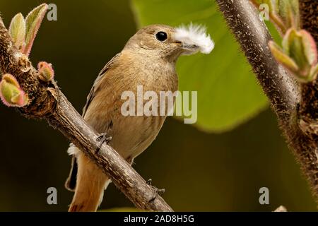 Redstart Stock Photo