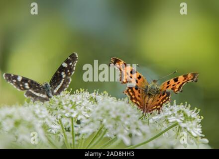 Map butterfly 'Araschnia levana' and Comma butterfly 'Polygonia C-album' Stock Photo