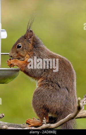 Eurasian squirrel eats bird food Stock Photo
