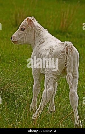CHILLINGHAM calf (Bos taurus).  Standing up for first time after birth. Chillingham Park, Northumberland. Stock Photo