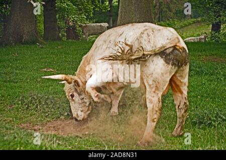 CHILLINGHAM BULL (Bos taurus).  Chillingham 'King' Bull giving vent to his feelings by hoofing ground with forefeet. Chillingham Park, Northumberland. Stock Photo