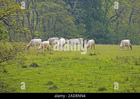 CHILLINGHAM CATTLE (Bos taurus).  Including bull, second animal from the right,  and females. Chillingham Park, Northumberland. Stock Photo