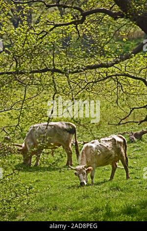 CHILLINGHAM CATTLE Bos taurus). Bull, left, and cow grazing. Chillingham Park, Northumberland. Stock Photo