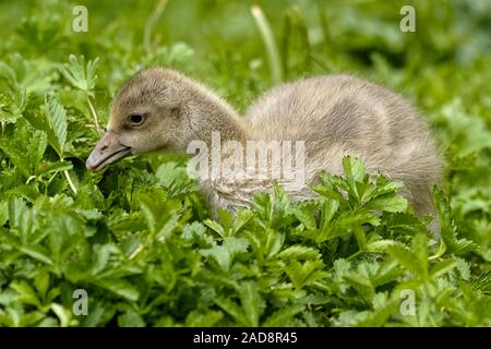 greylag chicks Stock Photo