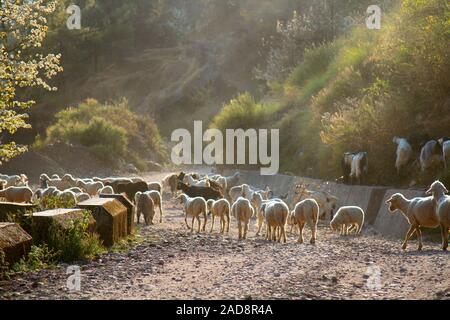 Grazing sheep and goat in valleys of Pre-Himalayas Stock Photo