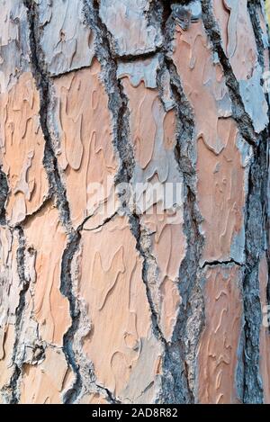 Pine trunks in line with their textured bark. Texture Stock Photo