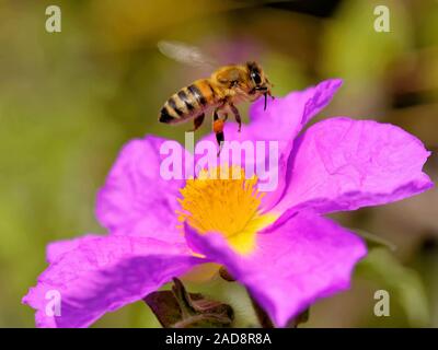 Cretan cistus rose Stock Photo