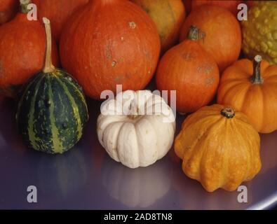 Ornamental gourds on tray Stock Photo
