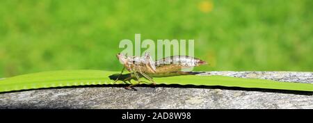 Envelope of a dragonfly larva, Exuvie Stock Photo